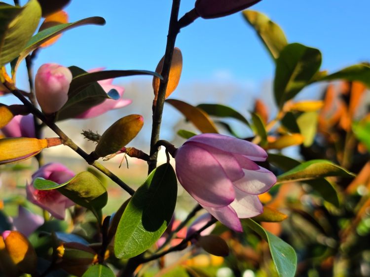 Magnolia doltsopa figo Pink Pearl. Common name - Magnolia doltsopa x Michelia figo