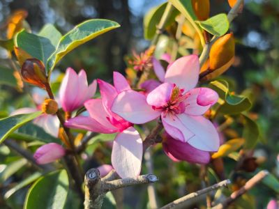 Magnolia doltsopa figo Pink Pearl. Common name - Magnolia doltsopa x Michelia figo