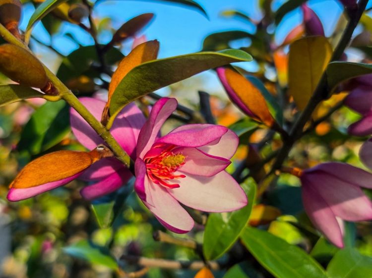 Magnolia doltsopa figo Pink Pearl. Common name - Magnolia doltsopa x Michelia figo