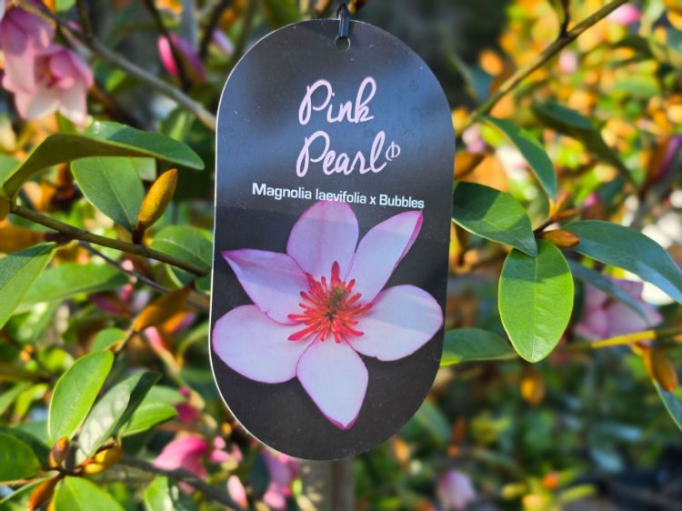 Magnolia doltsopa figo Pink Pearl. Common name - Magnolia doltsopa x Michelia figo