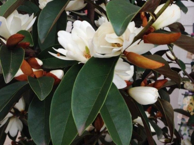Magnolia hybrida Fairy White. Common name - MICJUR05, Magnolia, syn Michelia