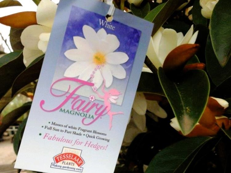 Magnolia hybrida Fairy White. Common name - MICJUR05, Magnolia, syn Michelia