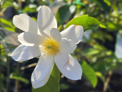 Magnolia hybrida Fairy White. Common name - MICJUR05, Magnolia, syn Michelia