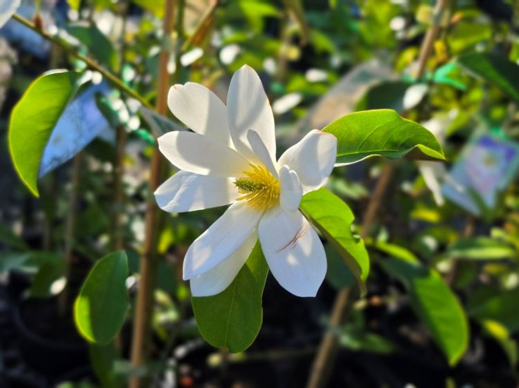 Magnolia hybrida Fairy White. Common name - MICJUR05, Magnolia, syn Michelia