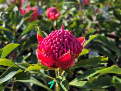 Telopea hybrida Gembrook. Common name - Waratah