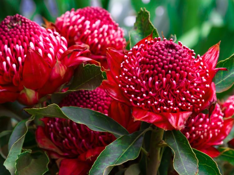 Telopea hybrida Gembrook. Common name - Waratah