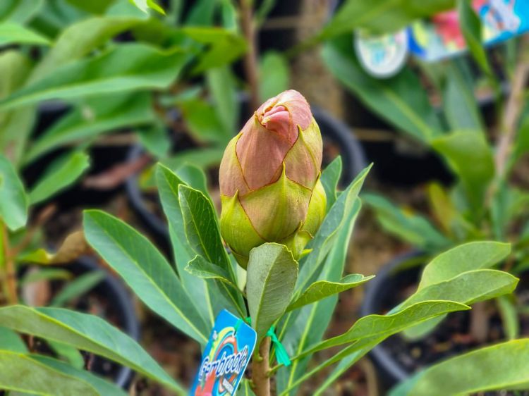 Telopea hybrida Gembrook. Common name - Waratah