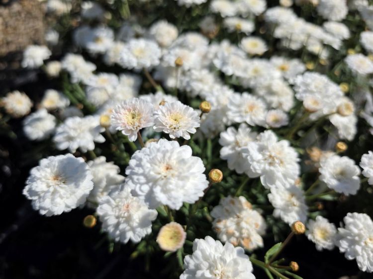 Argyranthemum frutescens Double White. Common name - Marguerite Daisy, Paris Daisy, Federation Daisy