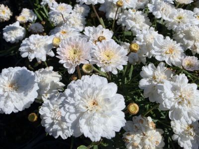 Argyranthemum frutescens Double White. Common name - Marguerite Daisy, Paris Daisy, Federation Daisy