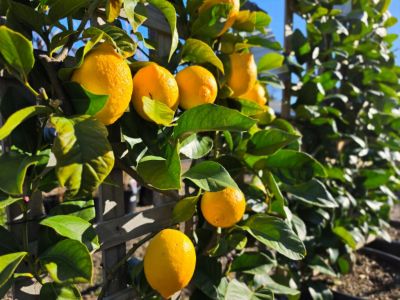 Citrus limon Eureka. Common name - Eureka Lemon