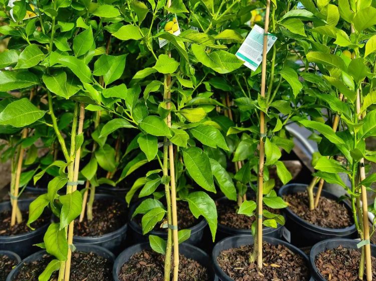 Citrus limon Eureka. Common name - Eureka Lemon