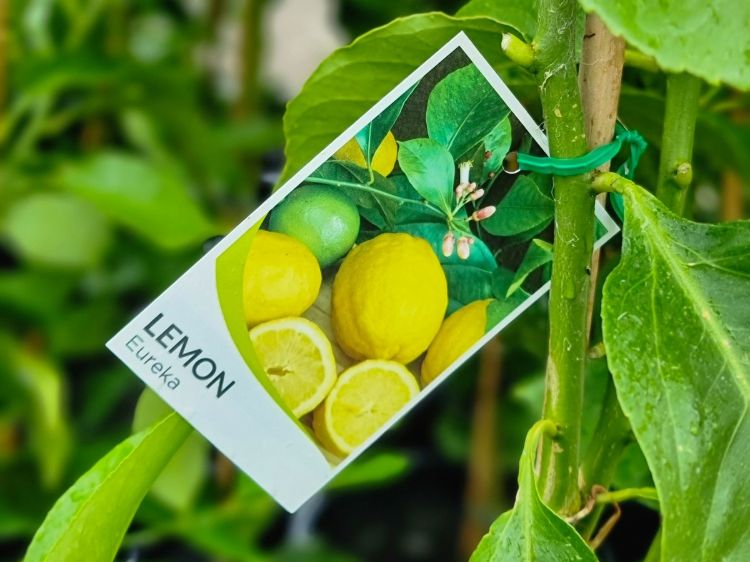 Citrus limon Eureka. Common name - Eureka Lemon