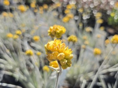 Conostylis candicans Silver Sunrise PBR. Common name - Cottonheads