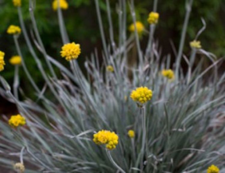 Conostylis candicans Silver Sunrise PBR. Common name - Cottonheads