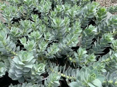 Euphorbia myrsinites. Common name - Myrtle Spurge, Blue Spurge, Broad Leaved Glaucous Spurge
