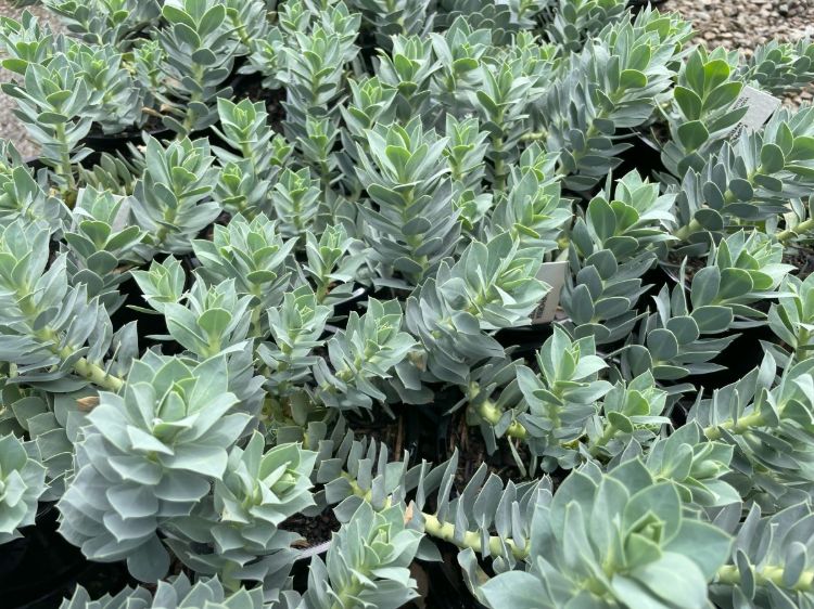 Euphorbia myrsinites. Common name - Myrtle Spurge, Blue Spurge, Broad Leaved Glaucous Spurge
