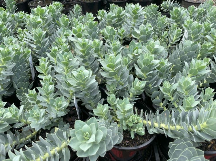 Euphorbia myrsinites. Common name - Myrtle Spurge, Blue Spurge, Broad Leaved Glaucous Spurge