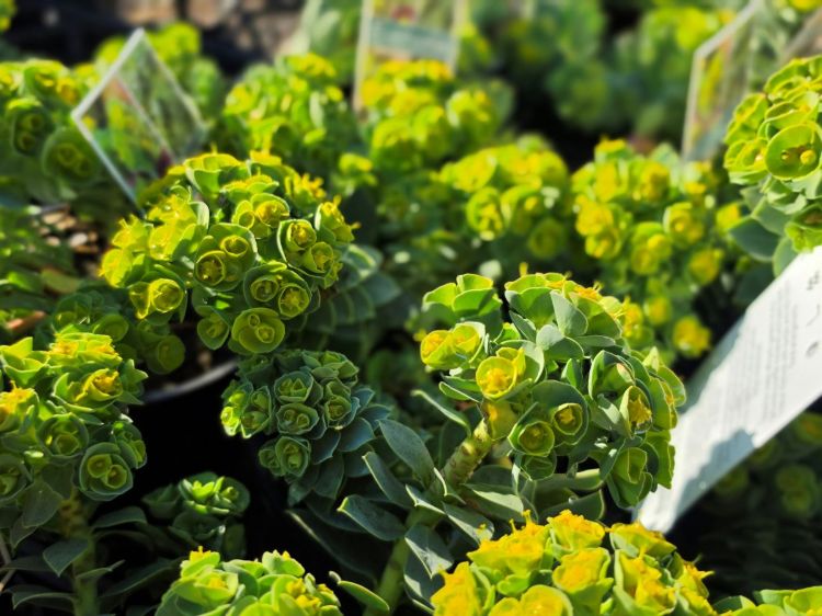 Euphorbia myrsinites. Common name - Myrtle Spurge, Blue Spurge, Broad Leaved Glaucous Spurge