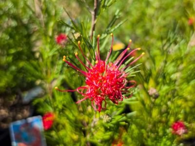 Grevillea hybrida Winpara Gem flowering native shrub. Common name - Spider Flower, Toothbrush Plant