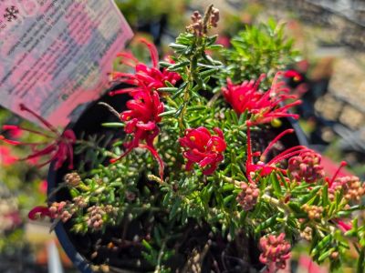 Grevillea juniperina lanigera Simply Stunning. Common name - Juniper Leaf Grevillea, Woolly Grevillea