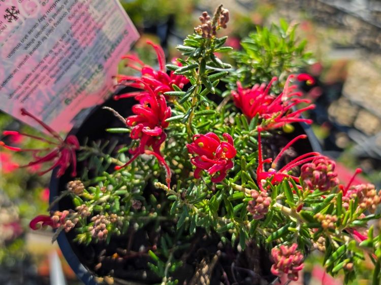 Grevillea juniperina lanigera Simply Stunning. Common name - Juniper Leaf Grevillea, Woolly Grevillea