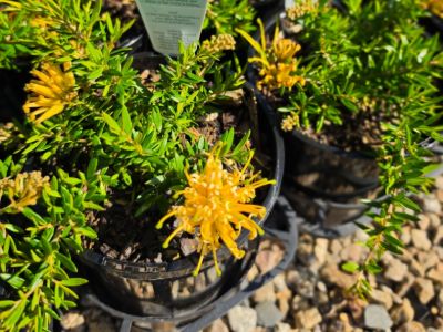 Grevillea juniperina Prostrata Gold flowering native shrub. Common name - Prostrate Golden Juniper Leaf Grevillea
