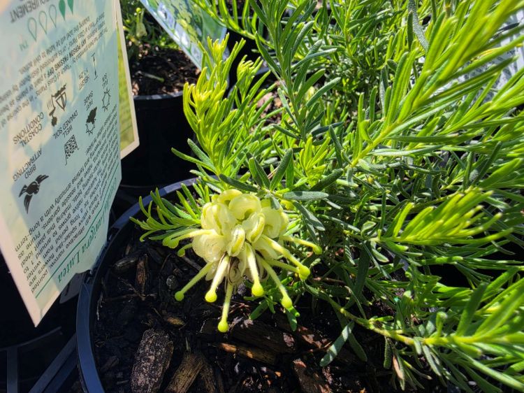 Grevillea lanigera Lutea. Common name - Yellow Woolly Grevillea
