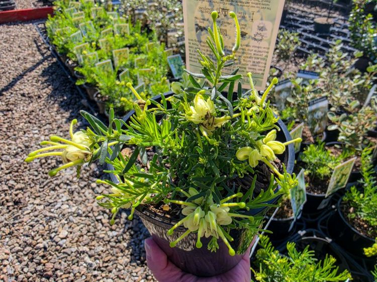 Grevillea lanigera Lutea. Common name - Yellow Woolly Grevillea