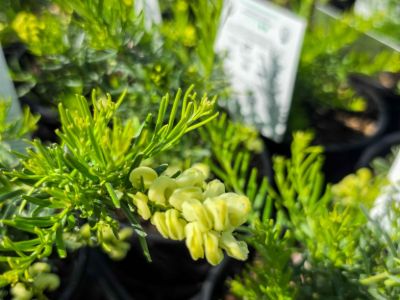 Grevillea lanigera Lutea. Common name - Yellow Woolly Grevillea