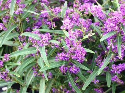 Hardenbergia violacea Meema PBR. Common name - False Sarsaparilla, Purple Coral Pea, Happy Wanderer, Native Wisteria, HB1