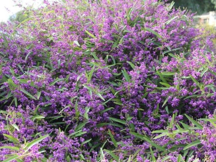 Hardenbergia violacea Meema PBR. Common name - False Sarsaparilla, Purple Coral Pea, Happy Wanderer, Native Wisteria, HB1