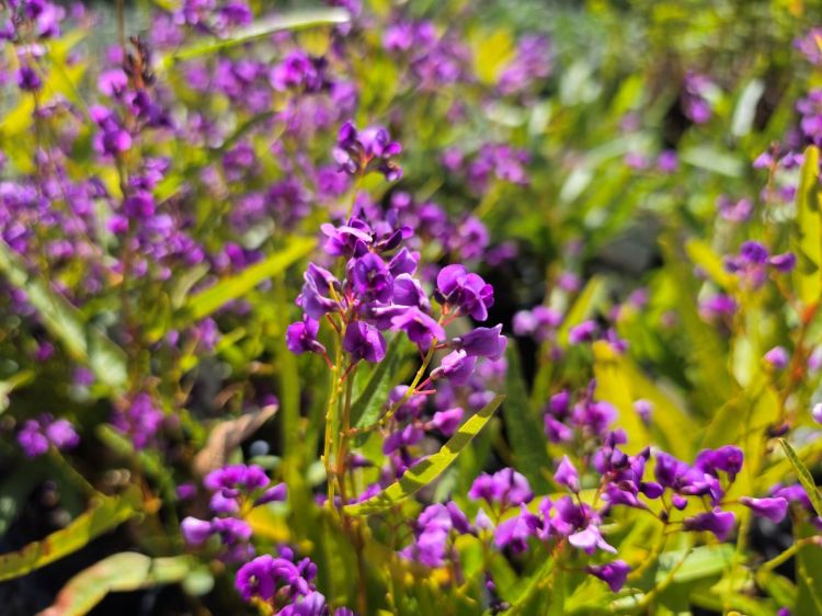 Hardenbergia violacea Meema PBR. Common name - False Sarsaparilla, Purple Coral Pea, Happy Wanderer, Native Wisteria, HB1