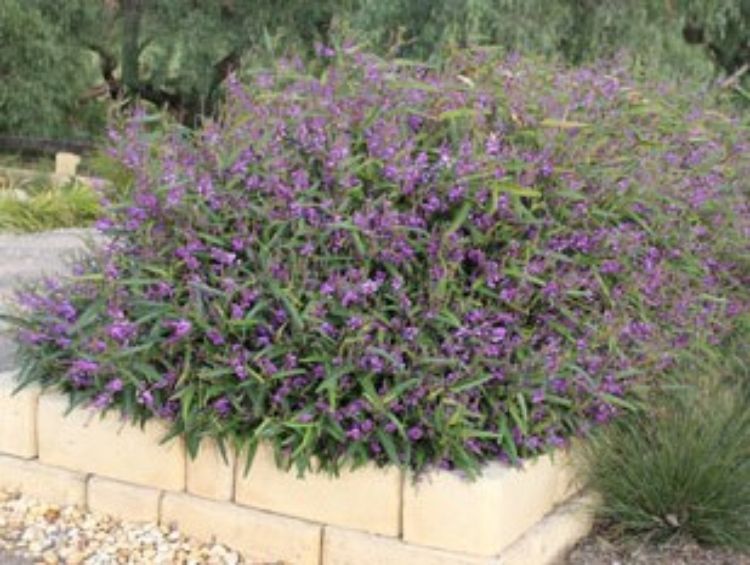 Hardenbergia violacea Meema PBR. Common name - False Sarsaparilla, Purple Coral Pea, Happy Wanderer, Native Wisteria, HB1