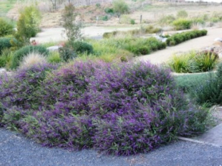 Hardenbergia violacea Meema PBR. Common name - False Sarsaparilla, Purple Coral Pea, Happy Wanderer, Native Wisteria, HB1
