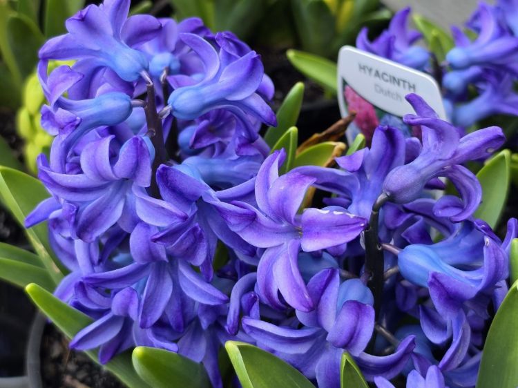 Hyacinthus orientalis Aqua. Common name - Hyacinth