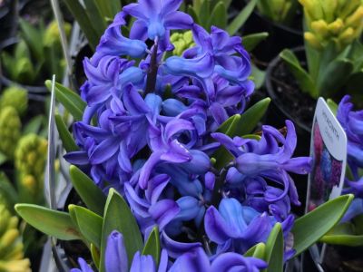 Hyacinthus orientalis Aqua. Common name - Hyacinth