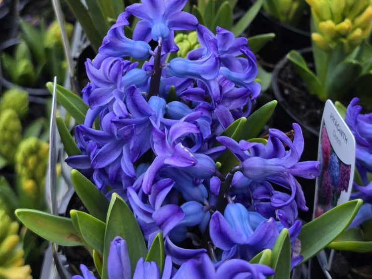 Hyacinthus orientalis Aqua. Common name - Hyacinth