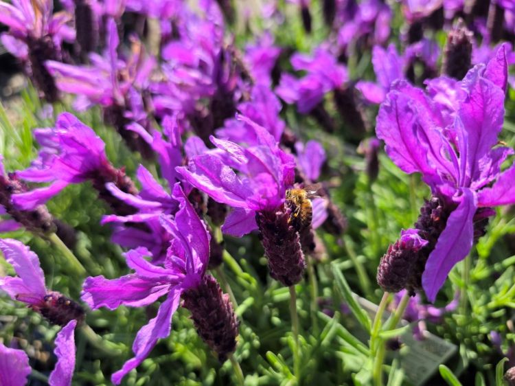 Lavandula stoechas Javelin Forte Purple. Common name - Italian Lavender, Spanish Lavender