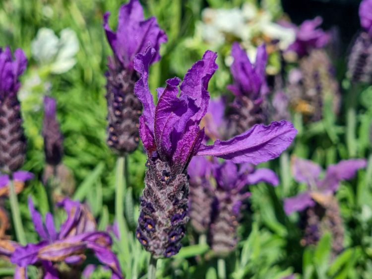 Lavandula stoechas Javelin Forte Purple. Common name - Italian Lavender, Spanish Lavender