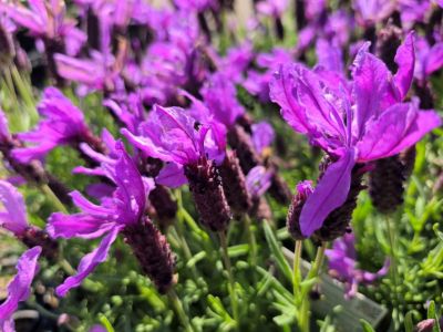 Lavandula stoechas Javelin Forte Purple. Common name - Italian Lavender, Spanish Lavender