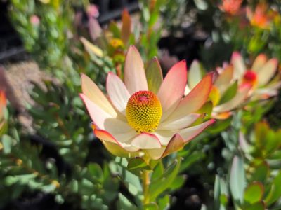 Leucadendron salignum discolor Summer Flame. Common name - Coneflower