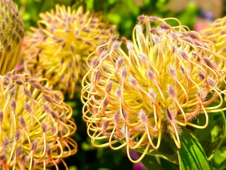 Leucospermum formosum Carnival Peach. Common name - Silver-leaf Wheel Pincushion