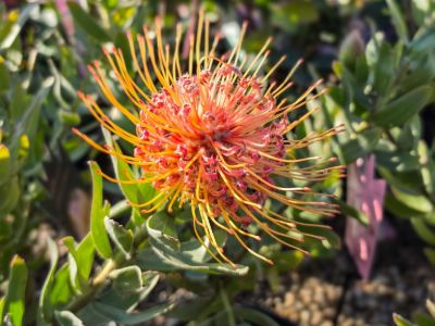 Leucospermum formosum Carnival Peach. Common name - Silver-leaf Wheel Pincushion