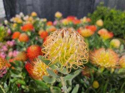 Leucospermum hybrida Carnival Sunrise. Common name - Pincushion, Lineare Hybrid Leucospermum