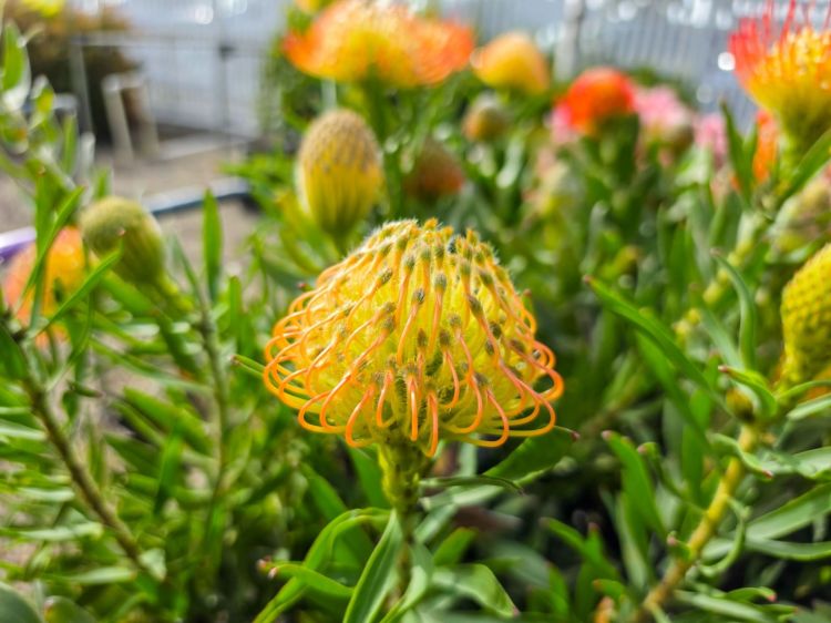 Leucospermum hybrida Carnival Sunrise. Common name - Pincushion, Lineare Hybrid Leucospermum