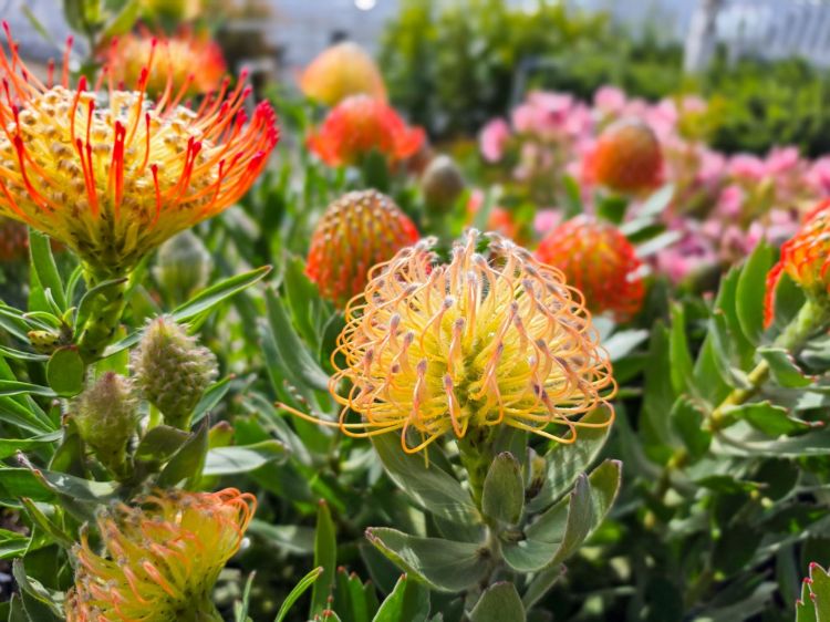 Leucospermum hybrida Carnival Sunrise. Common name - Pincushion, Lineare Hybrid Leucospermum