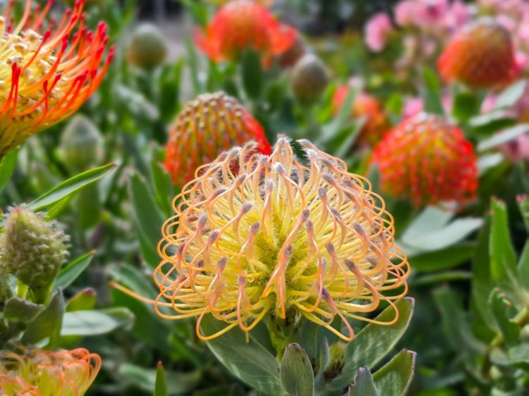 Leucospermum hybrida Carnival Sunrise. Common name - Pincushion, Lineare Hybrid Leucospermum