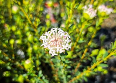 Pimelea ciliata Marshmallows. Common name - Marshmallow Rice Flower