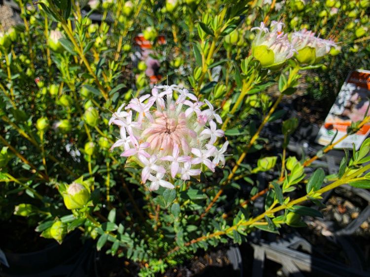 Pimelea ciliata Marshmallows. Common name - Marshmallow Rice Flower