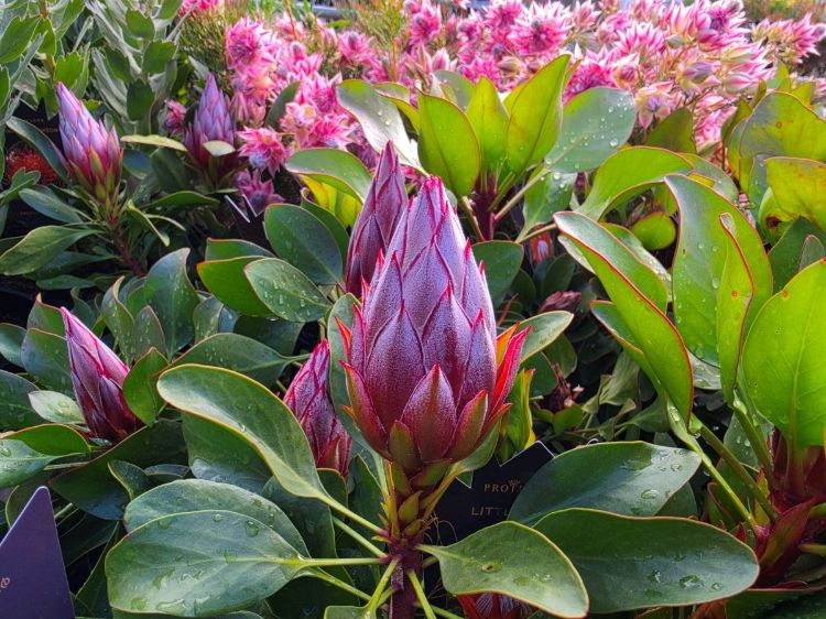 Protea cynaroides Little Prince. Common name - King Protea, Sugarbush